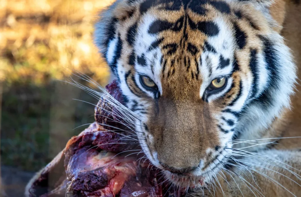 Carnivore Diet Studies – carnivore diet studies what the science actually says