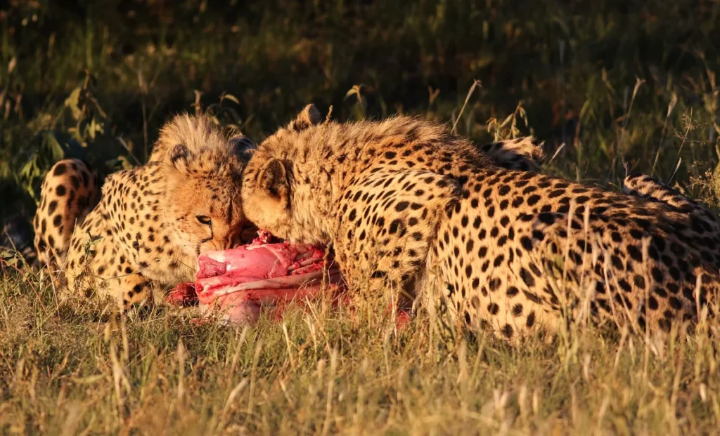 Carnivore Diet ScienceBased – what is the carnivore diet a sciencebased beginners guide